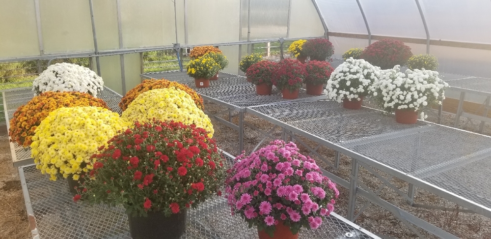 Mums for Sale